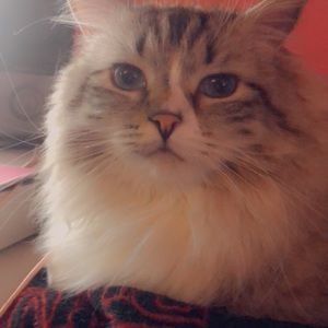 Meet your Posher, Max